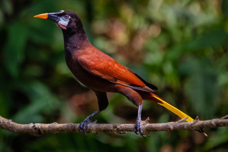 160 Sarapiqui, montezuma oropendola.jpg